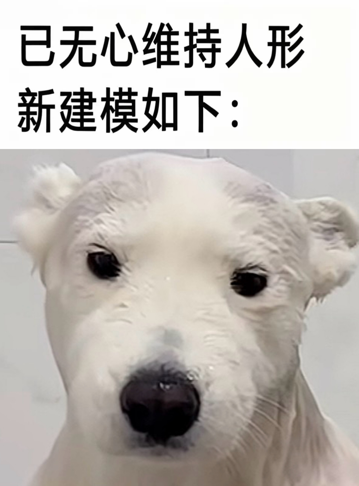 分享图片 