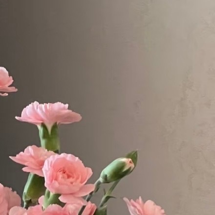 0000康乃馨种植方法：1.种植环境：喜阳光充足，每天至少需要6小时以上直射光，