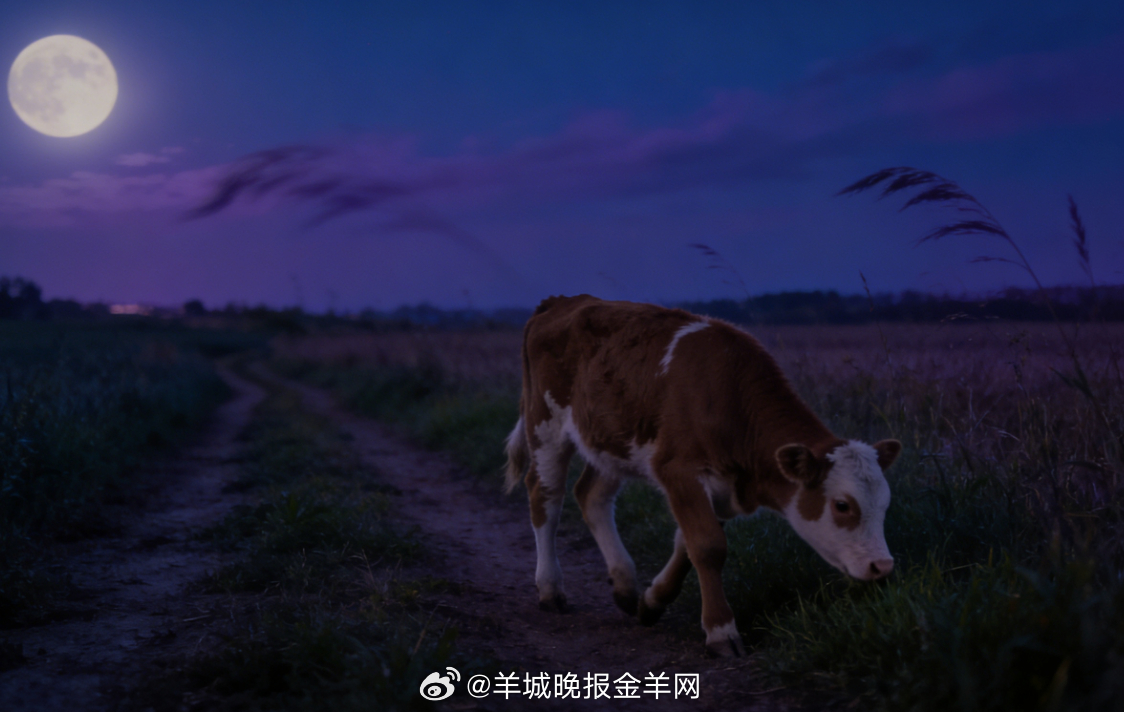 #晚安# 夜色温柔，可爱的小牛在田埂间悠闲吃草散步，晚风轻轻，田野安安静静。把一