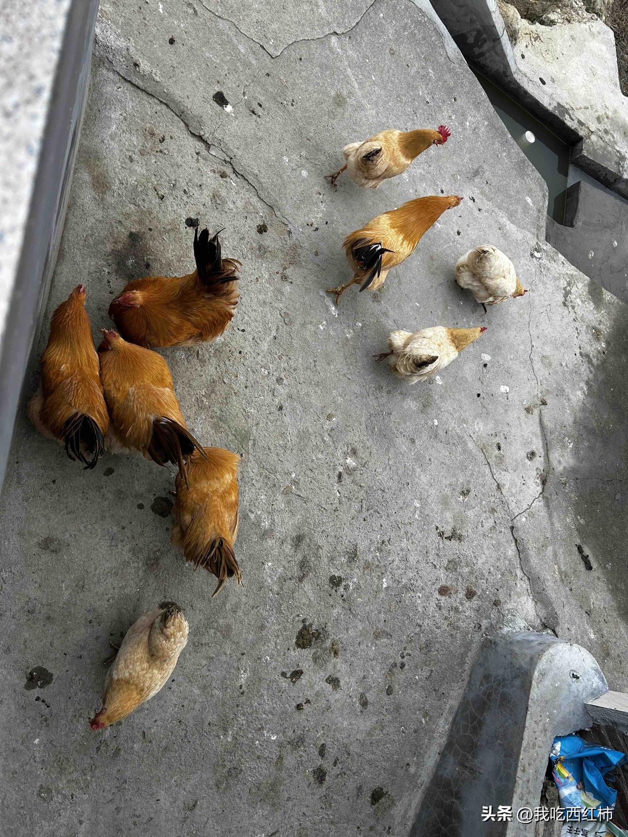 婆婆没有想要杀鸡的意思，我要提醒她吗？
婆婆养了几十只鸡，我们回来几天了，她都没