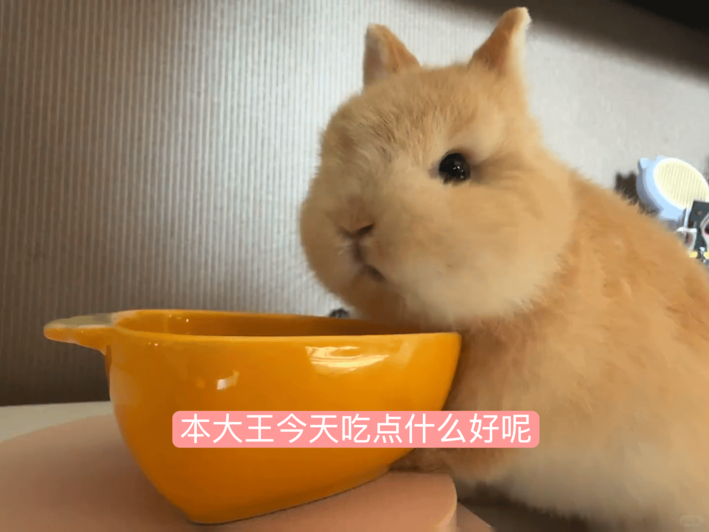现在 立刻 返切。 