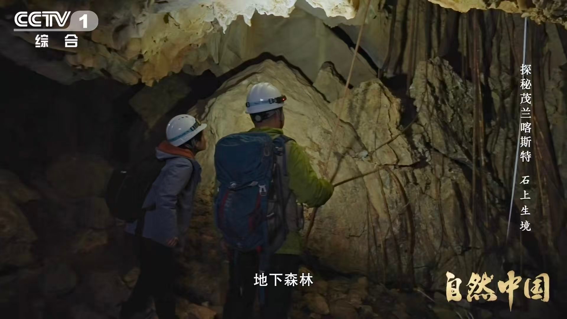 贵州溶洞发现地下反向森林 颠覆认知的森林：根朝上汲取，枝向下探寻。暗河为脉，蝙蝠