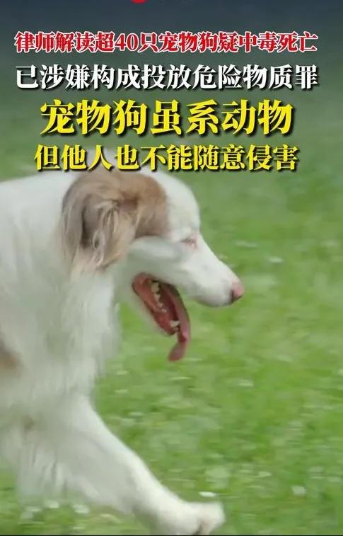 40多只宠物狗被怀疑中毒死亡，官方通知
11月16日晚，“广东宠物行业协会”微信