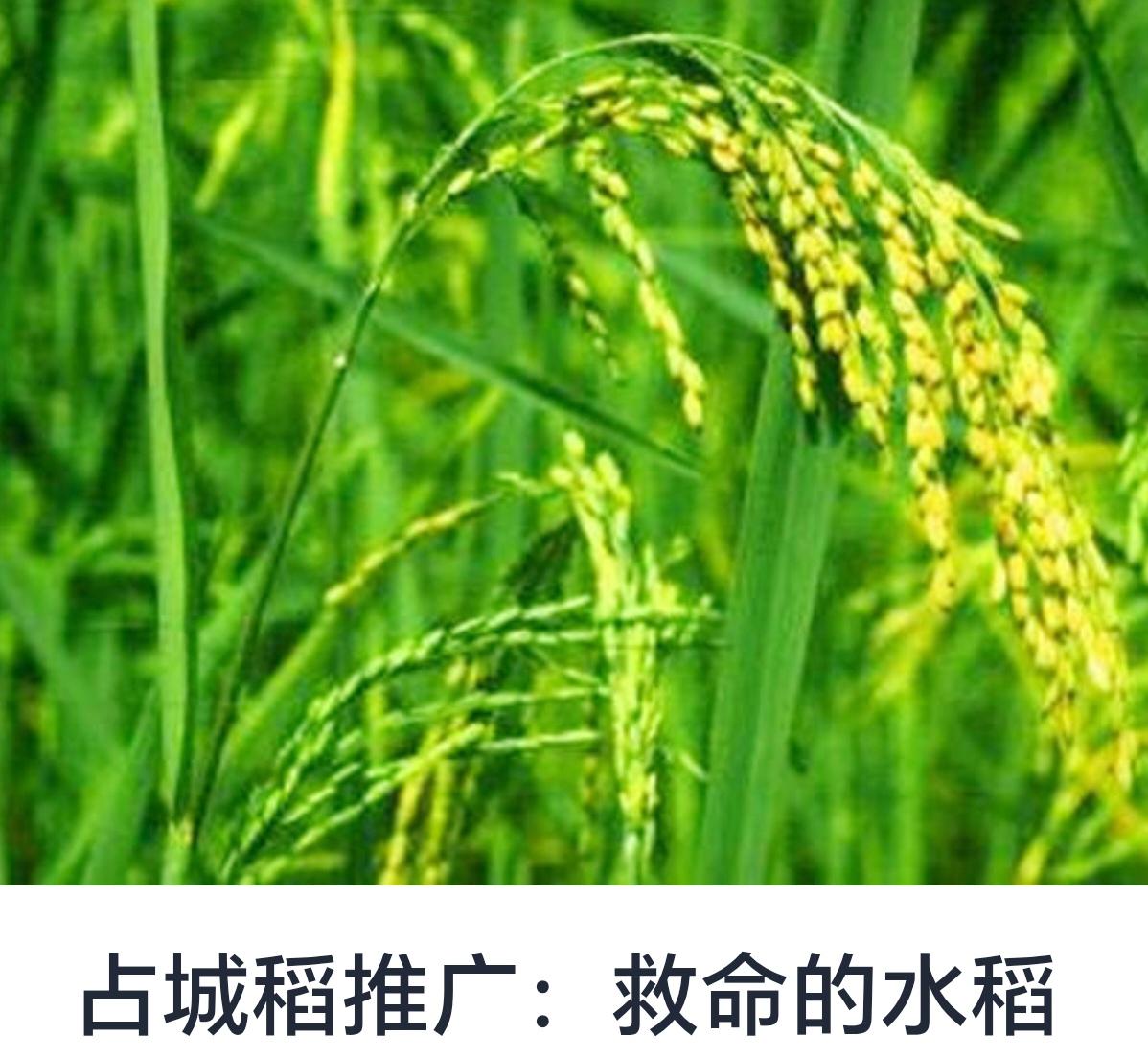 占城稻推广：救命的水稻——打造粮食安全的希望之光



水稻作为全球最重要的粮食
