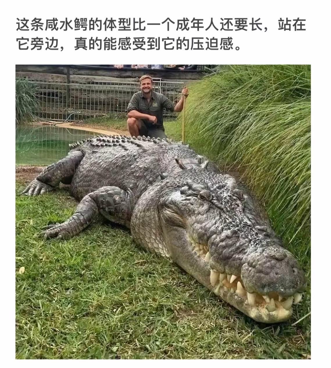 巨型咸水鳄与人类亲密合影，感受自然的震撼！