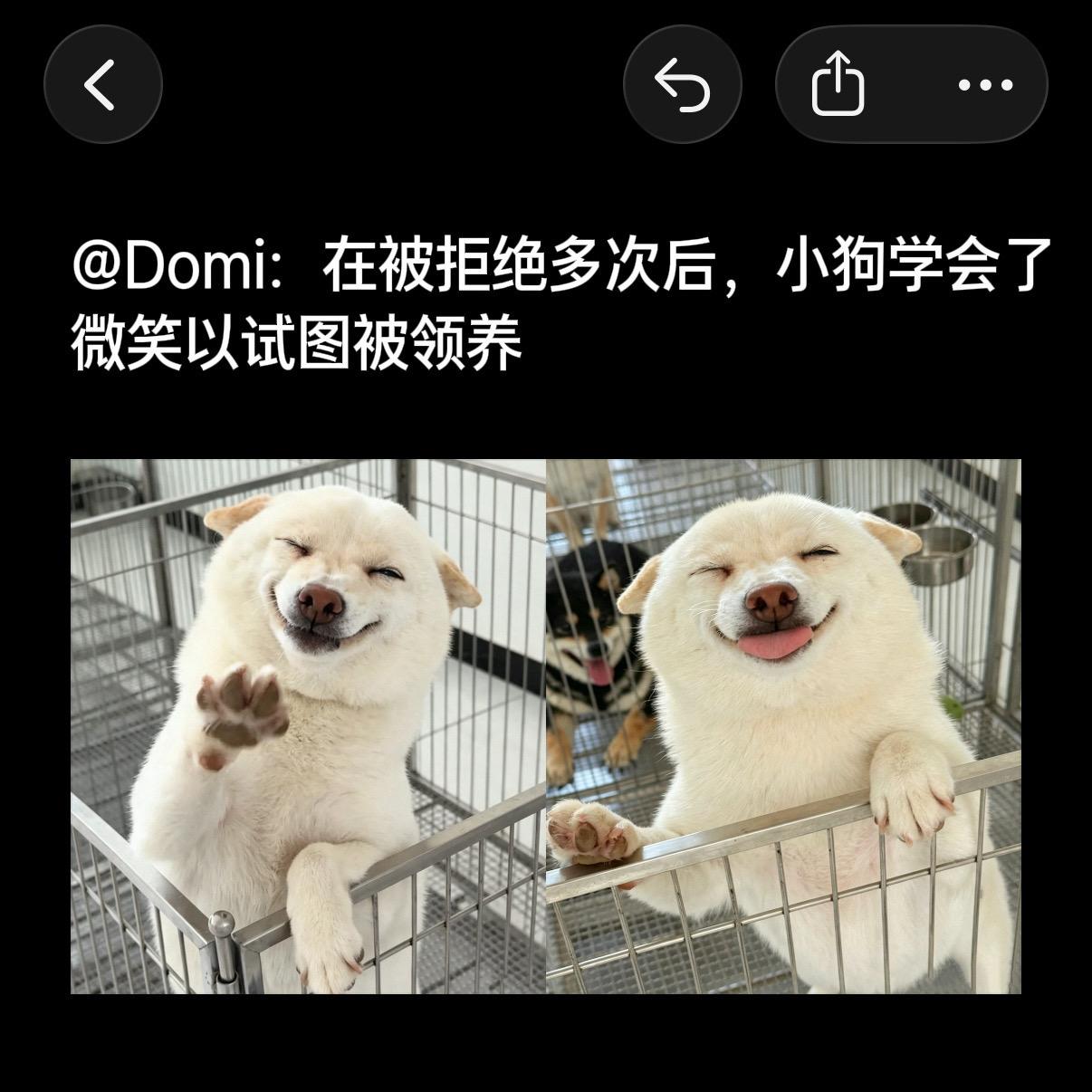 它只想有个家。