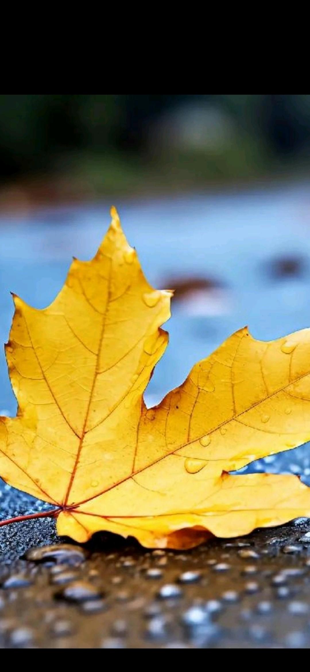 诚邀下联
      念秋
一原创

落叶不知秋已去，
随风弄姿舞翩跹。
转眸迷