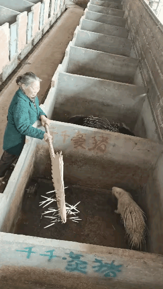 豪猪也可以人工养殖了？🤔