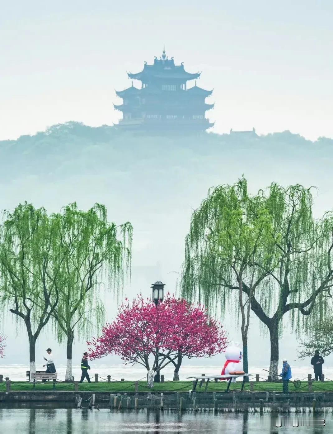 大家知道吗？
日本投降后，
杭州人有一个非常气愤的举动，他们把苏堤上的樱花树全部