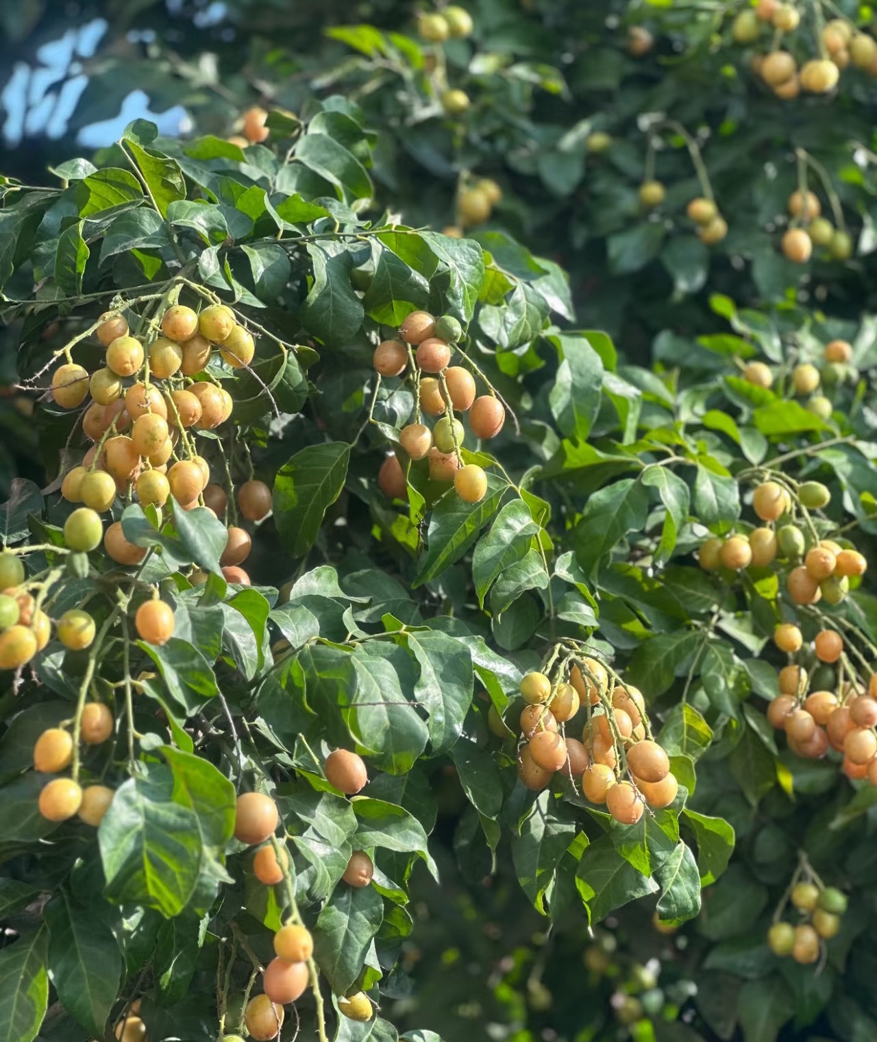 黄皮树种植方法：1.  准备土壤：黄皮喜欢疏松、肥沃、排水良好的土壤。2.  光
