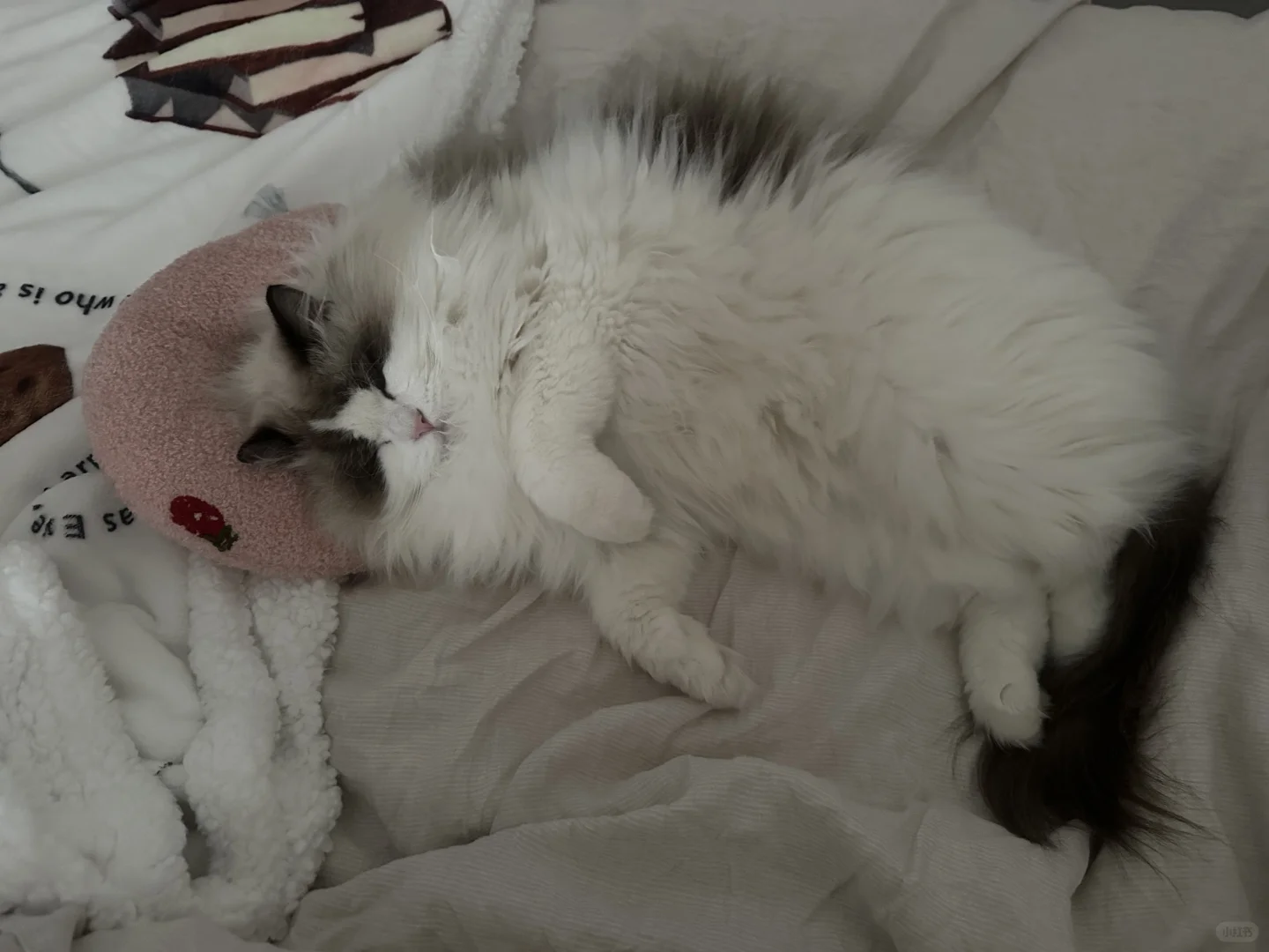 一些布偶猫是人的证据