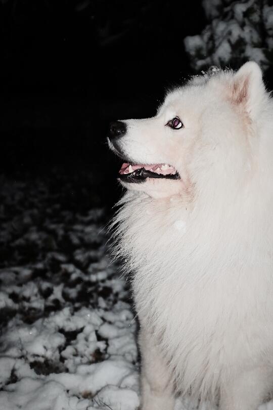 愿逆风如解意，容易莫摧残