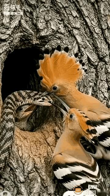 两鸟战毒蛇，画面有些惊心动魄，蛇本打算钻进树洞吃掉小鸟，被大鸟发现之后，鸟爸爸和