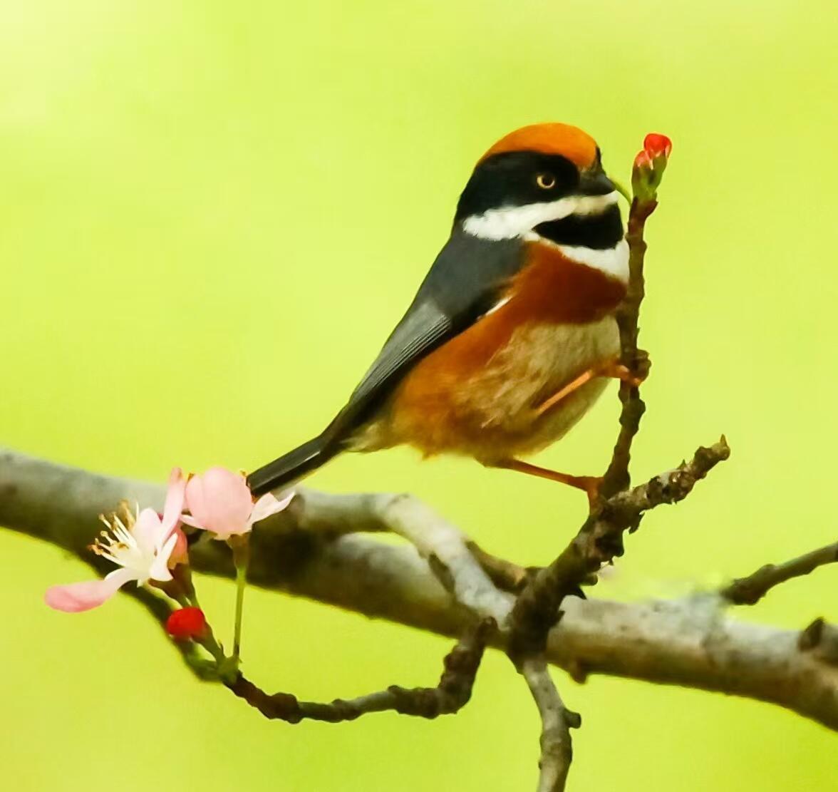 红头长尾山雀的花鸟图