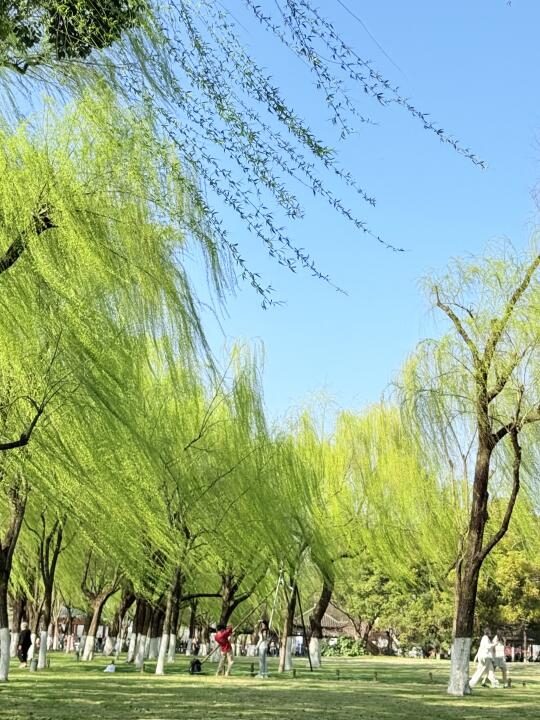 万条垂下绿丝绦，此刻西湖的风具象化了