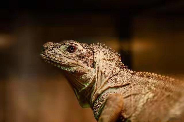 美国一男子躺在数十只冻僵的鬣蜥下说起佛罗里达州，除了“不养闲人”这个梗之外，印象