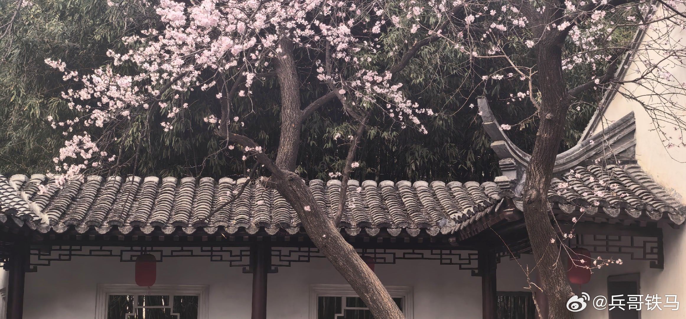 紫竹院公园一角摄影