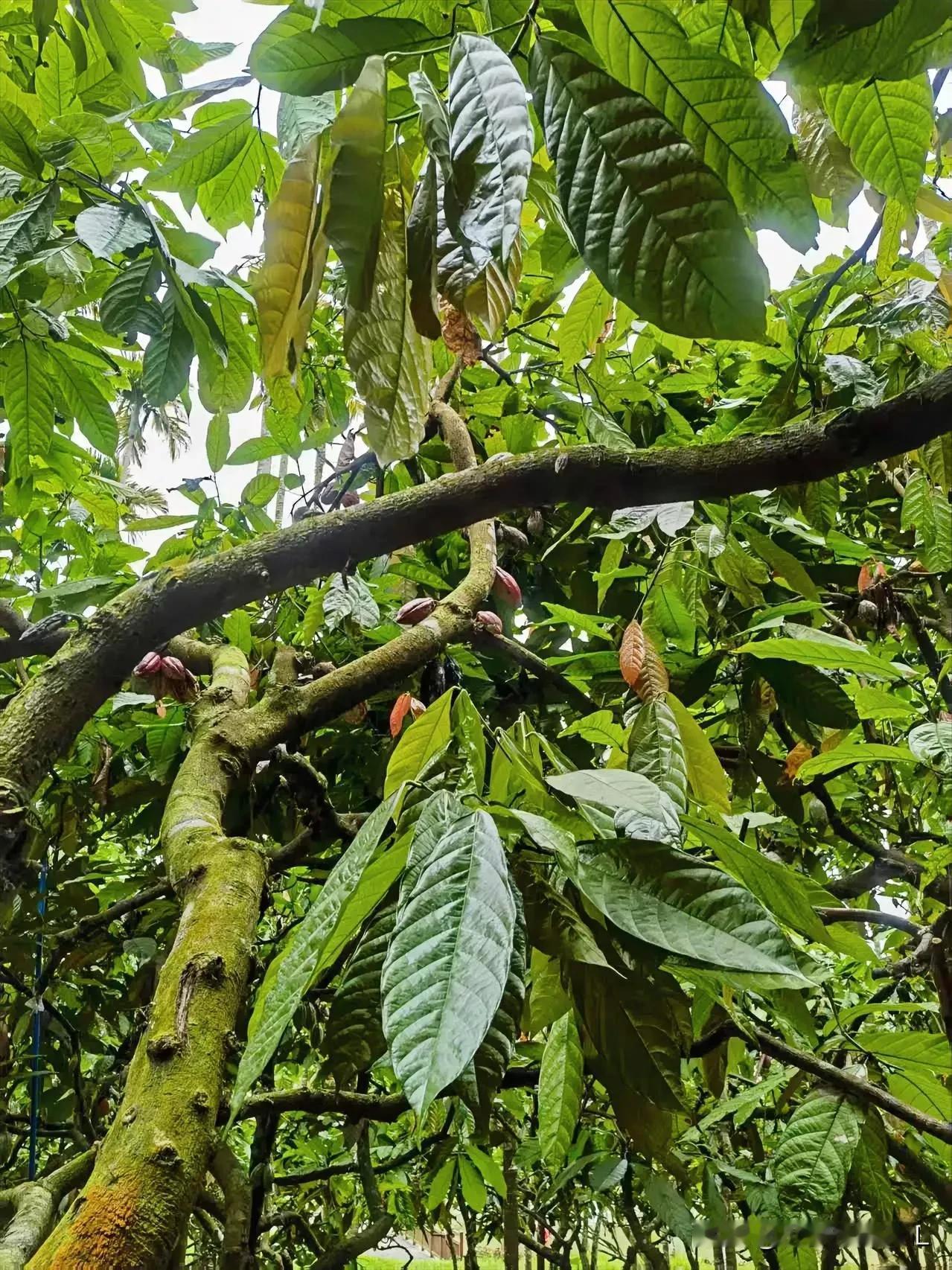 一一热带植物可可树

一一树上面结的果实

一一可可果实

一一【原创摄影】
