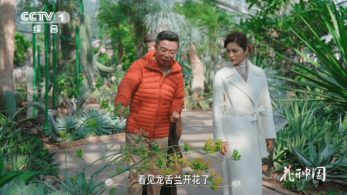 龙舌兰一生只开一次花花开中国 这场生命史诗太戳人！龙舌兰把所有美好留给一次绽放，