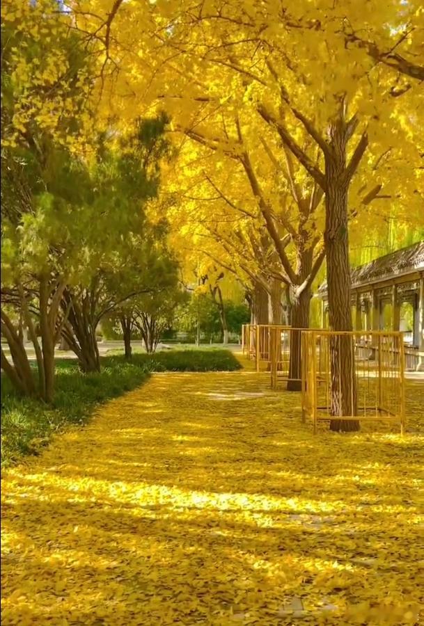 大盘收获，短线分时会传导到长线分时，早盘回落的标的跌幅会收窄这才是金秋应有的表现