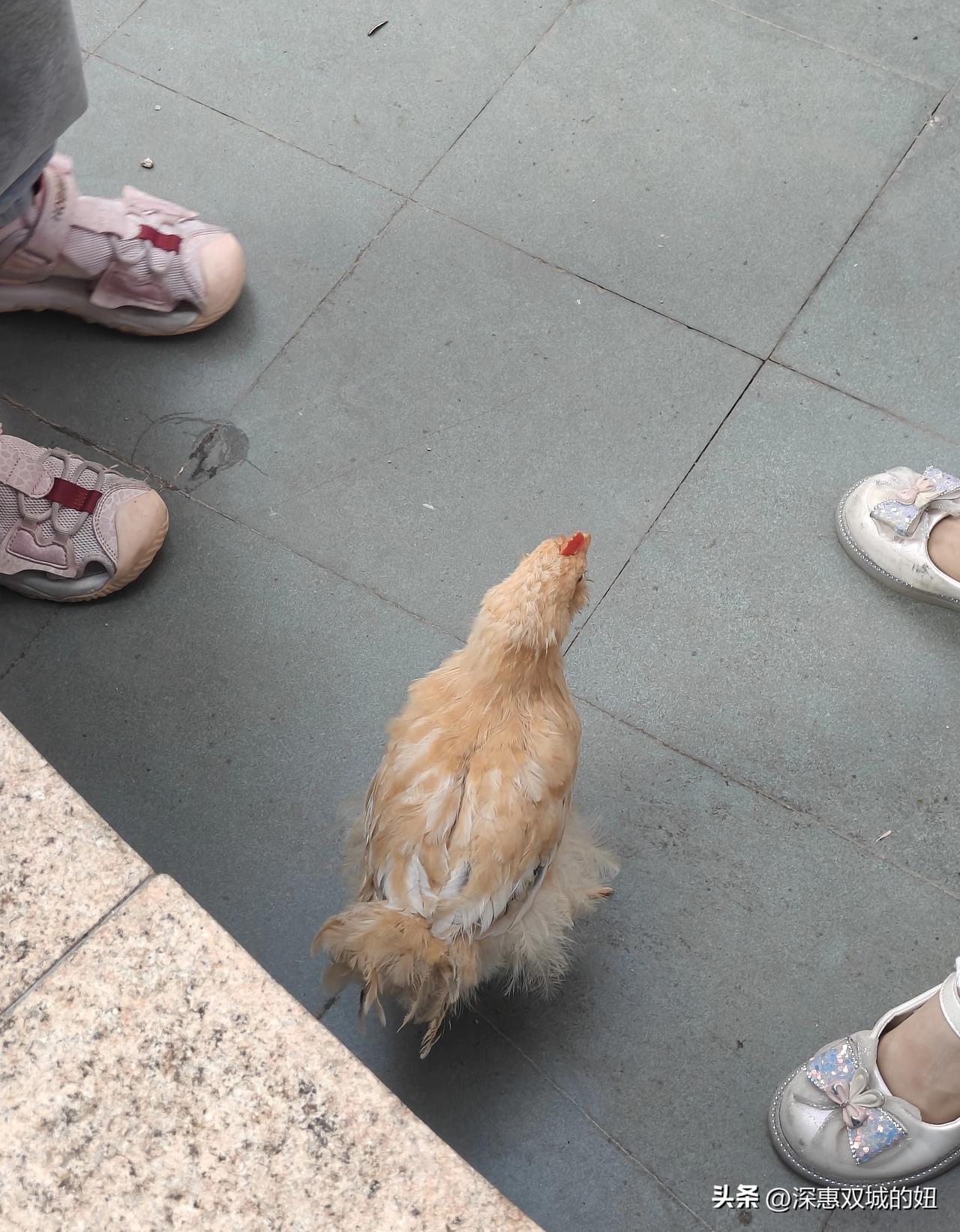 什么样的家庭养3个娃？
大亚湾小区的一邻居宝妈有3个娃，经常能看到她早上送大的去