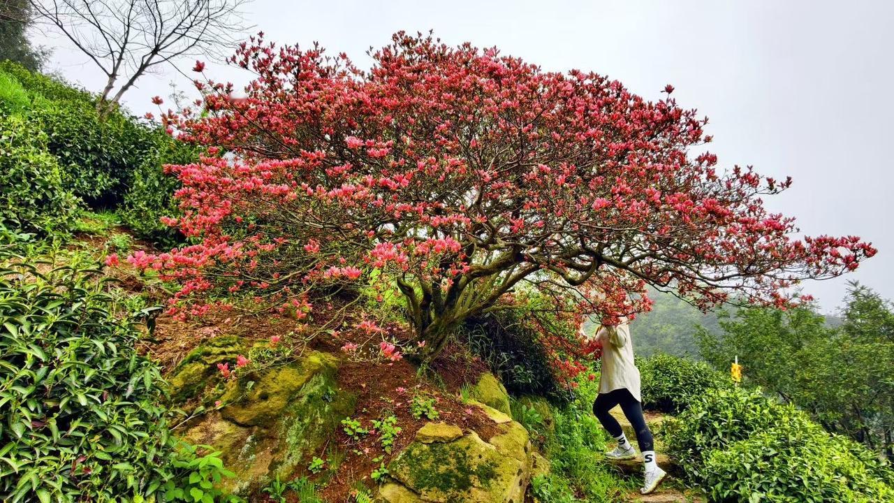 张雪峰有段话，听完让人半天缓不过劲。
他说，为什么玩了命也要让孩子读书？不是为了
