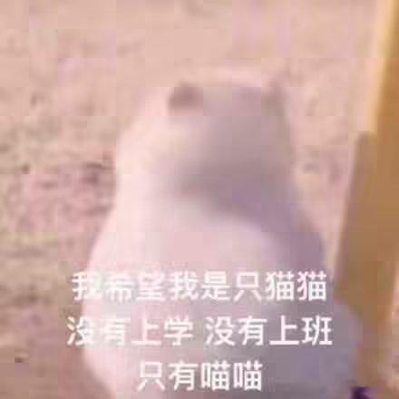 咪的工作怎么已经排到24号惹[开学季]忙忙的咪money在哪里[开学季] ​​​