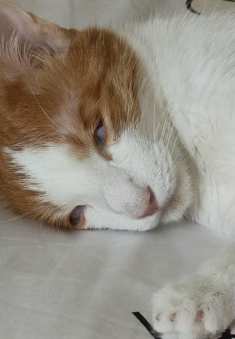 50240【丑猫】宝贝啊你怎么睡成这样了 