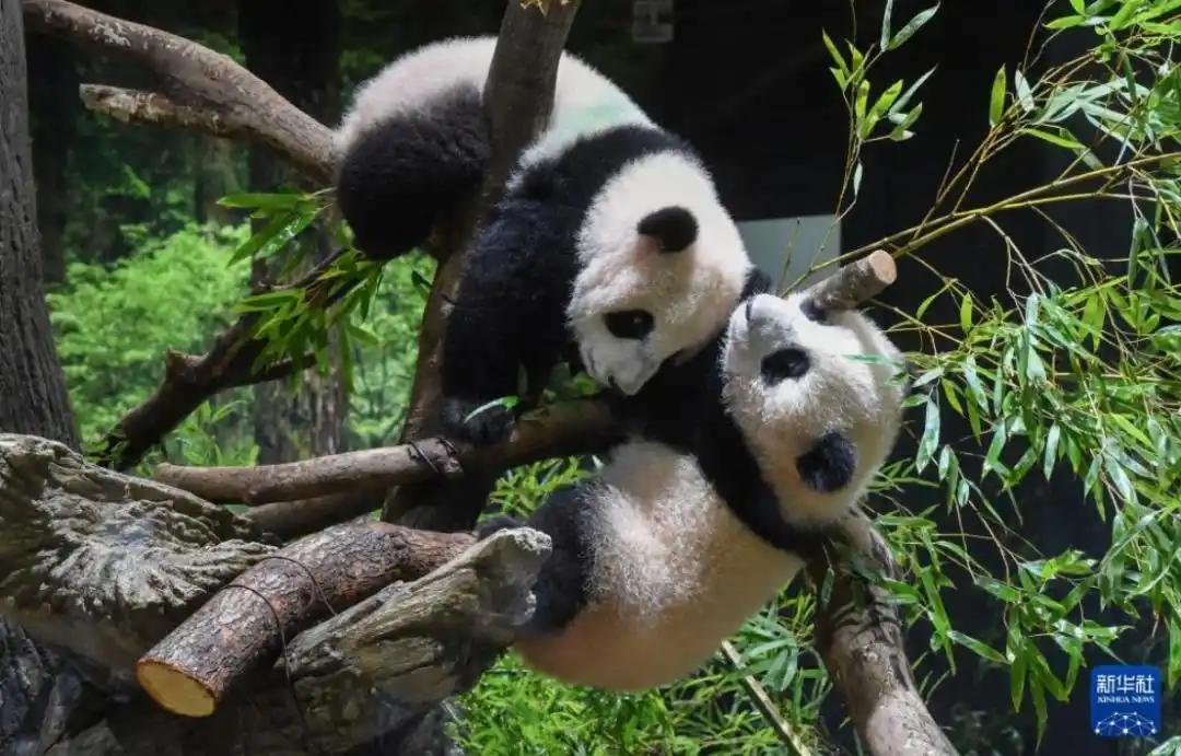 快报！快报
日本突然宣布了

12月15日，日本东京都政府发布消息称，旅居日本东