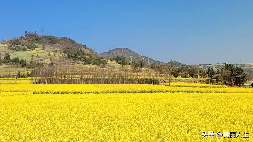 罗平油菜花——美好的风景都在路上