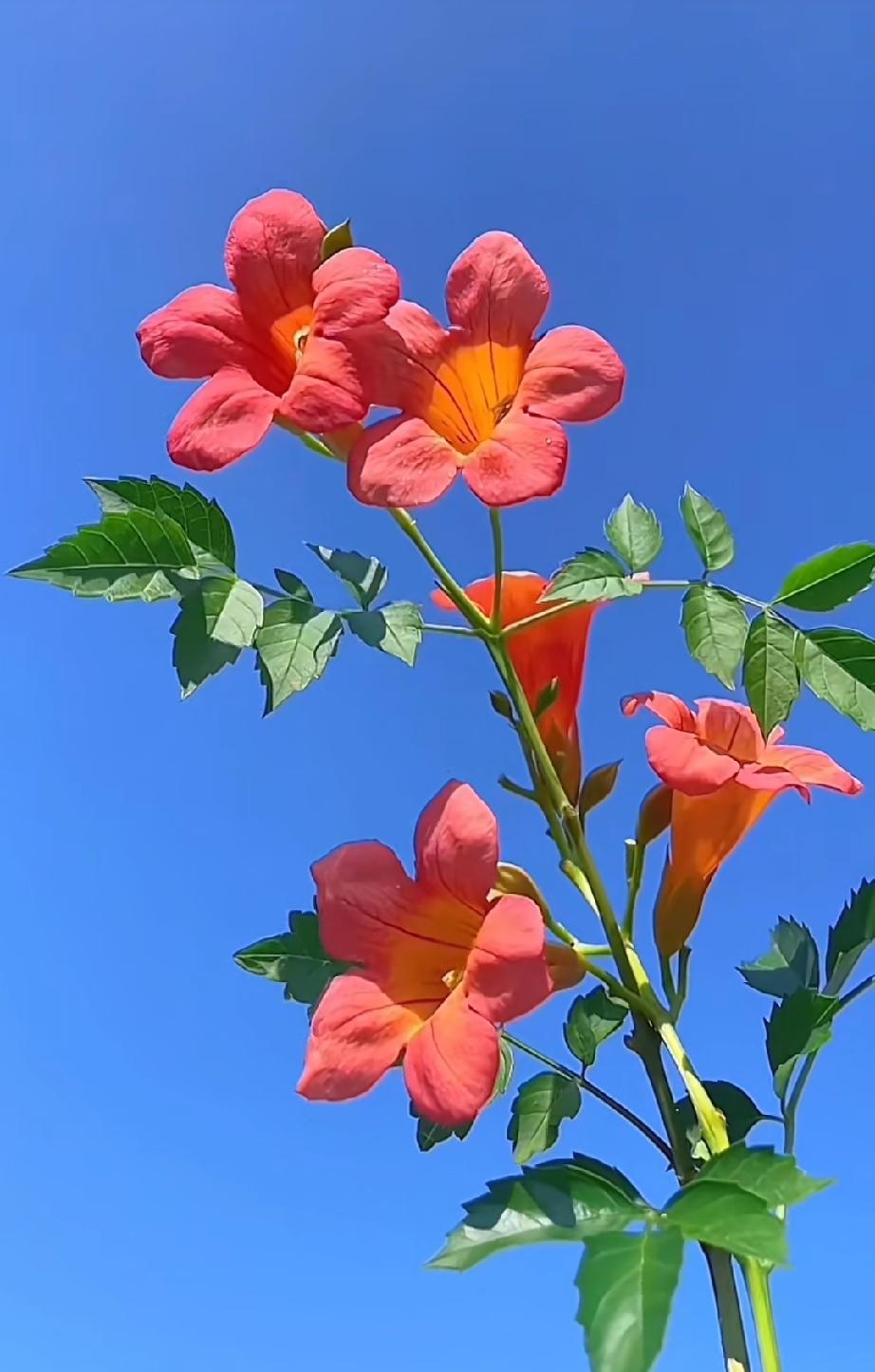 分享你的随手拍照片凌霄花