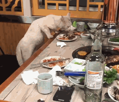 上了个厕所，饭店桌子上多了只流浪猫