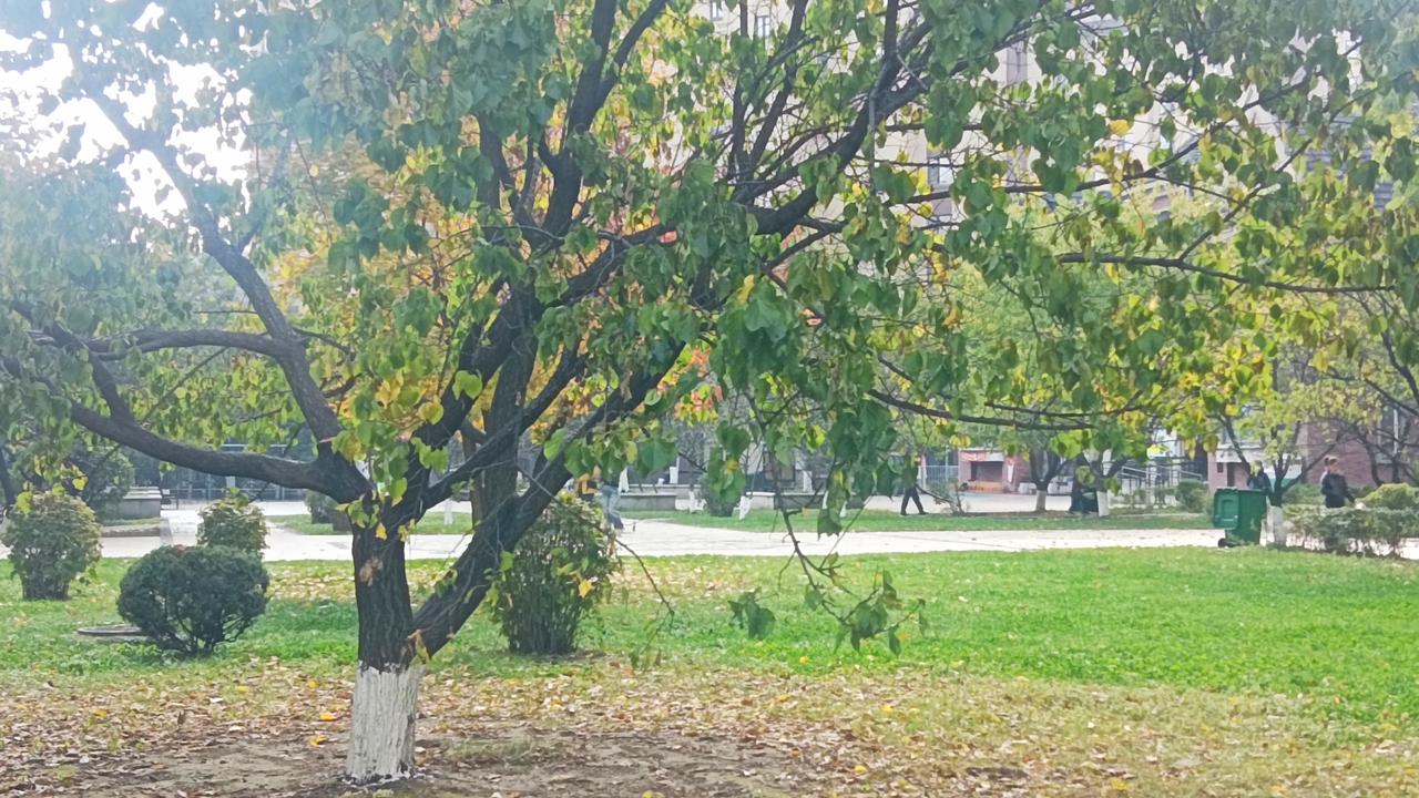上联，清风本无意，诚邀下联落叶伤别离
