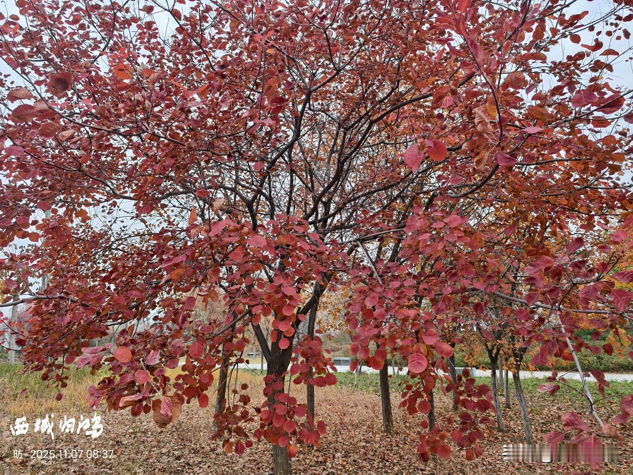 可以分享一张秋景的树叶的照片吗？从树上到树下，从繁华到没落，一片落叶它诠释了生命