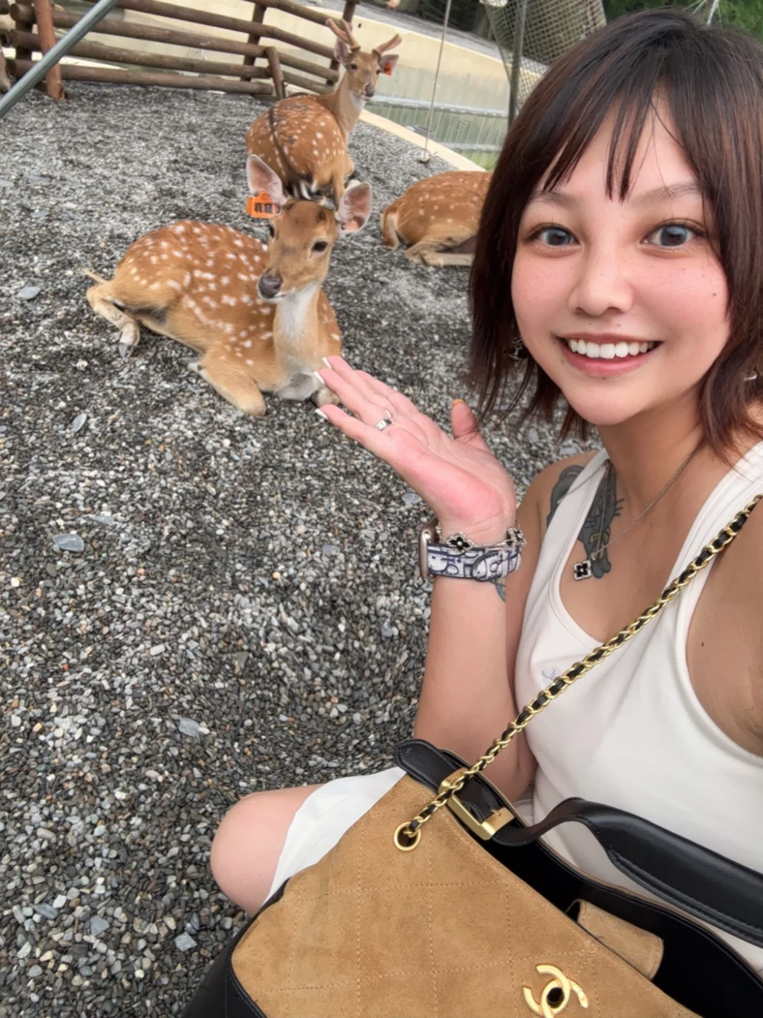 解锁了人生新体验，喂了梅花鹿🦌