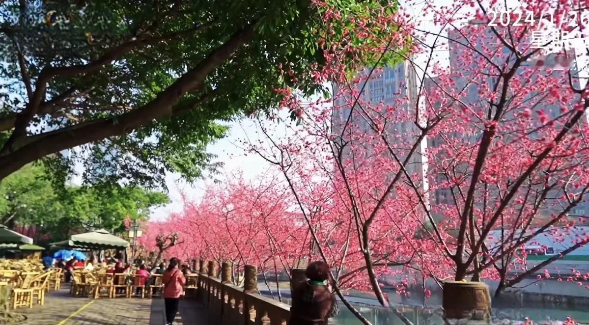 游冬如春
芳园仍看开艳花，不是因春才新发，
蓉城四季都一样，难怪北客笑奇葩。