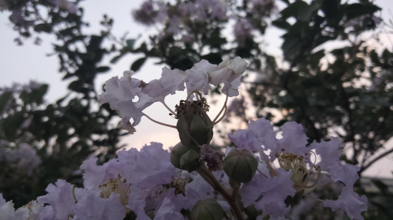 分享随手拍的紫薇花百日紅/紫薇花