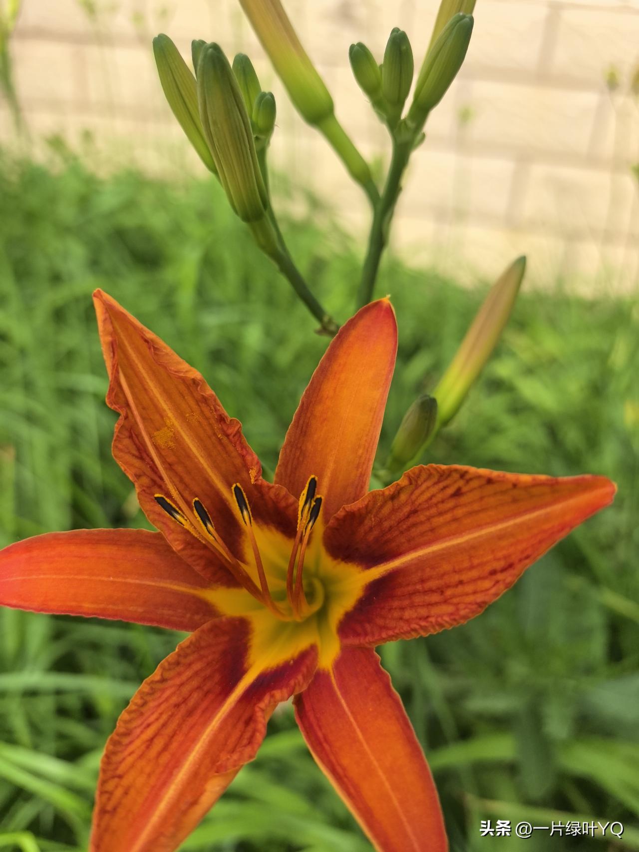 晒出今日随手拍墙角橙红萱草花开了，它舒展六瓣，黄心红纹分明，绿草丛中带着野性的明