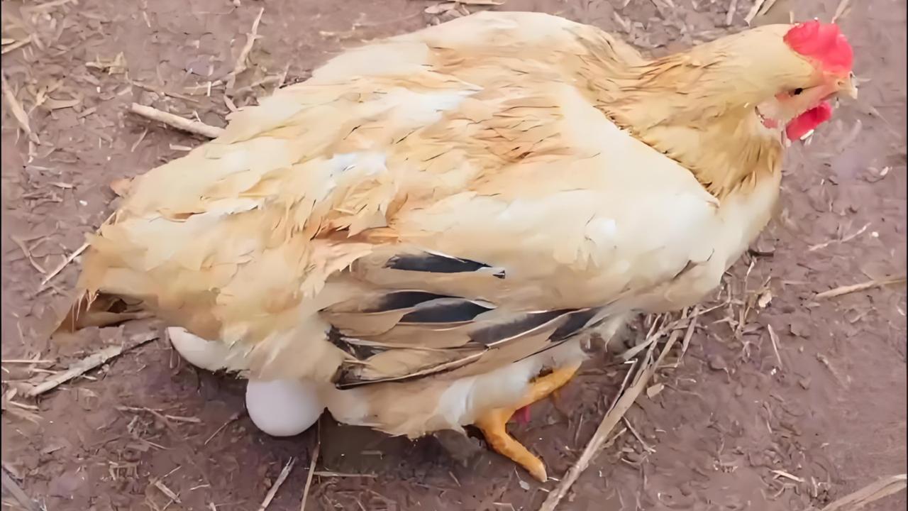 因为那是母鸡的事。