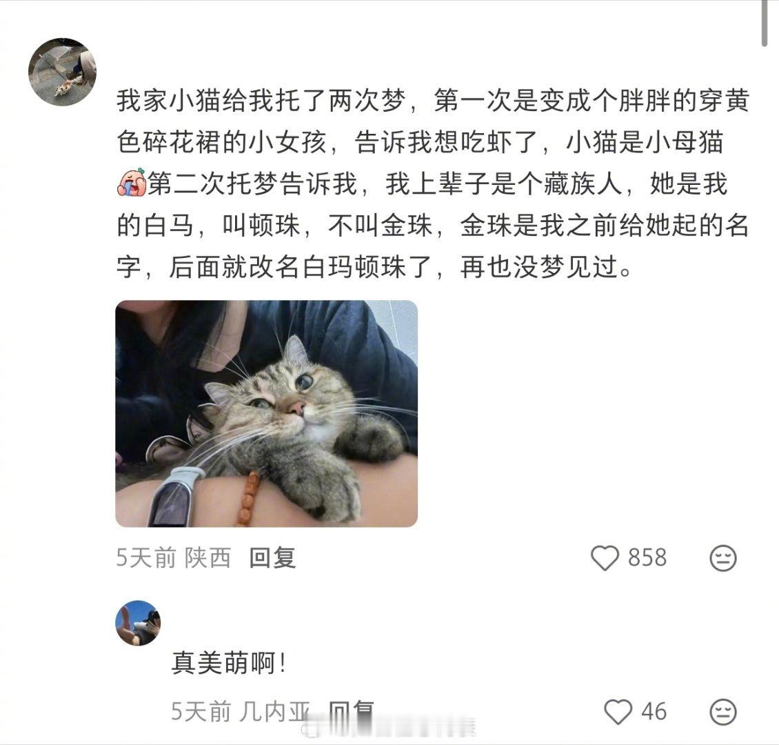虽然宠物不会说话 但它会萌萌的托梦诶我的幽默灵感片场生活趣事狂想曲 ​​​