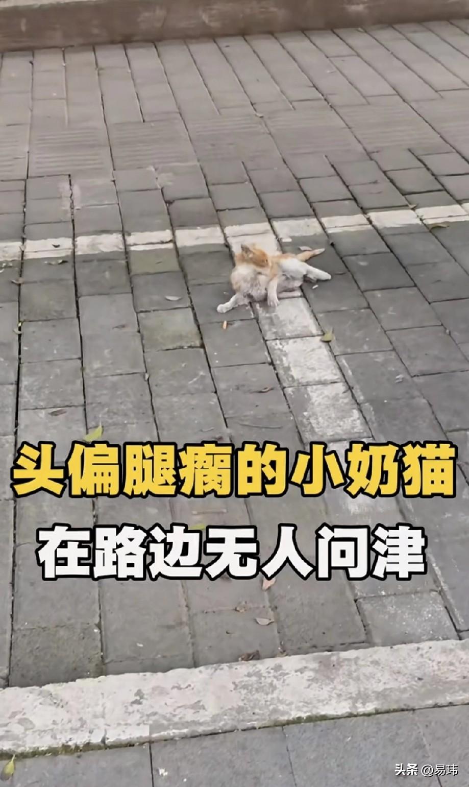 太可怜了！这天一位小姐姐去散步，当她走到一条小路上的时候，看到一位阿姨正在投喂一