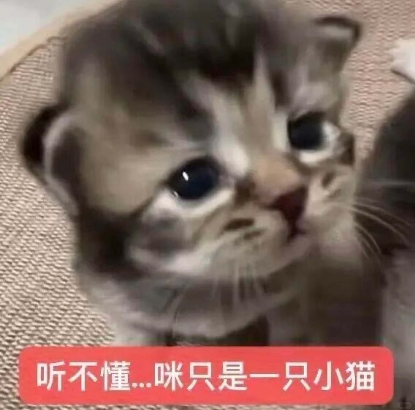 Love is the beginnin   英语不好求个英译汉 