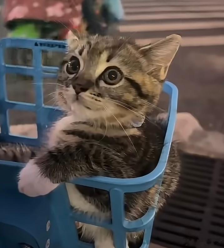一只会坐车的小猫有小猫同行，出行都变得格外温柔了。 