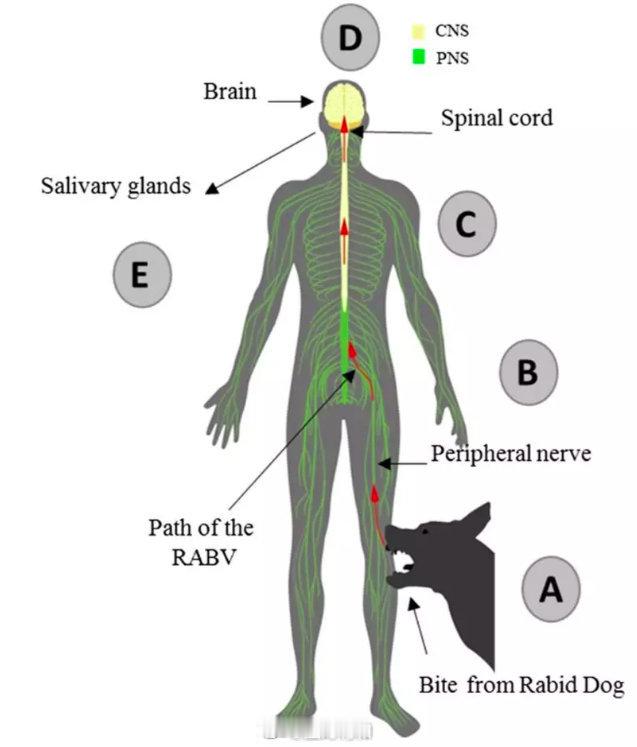 狂犬病为什么没有20年潜伏期？这几年反复说过，狂犬病潜伏期多为2周~3个月，几乎