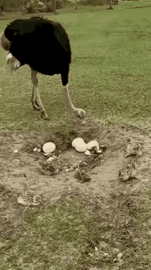 中国在宋代时就有【啐啄同机】成语啦。大概意思是说：母鸡孵小鸡，到了21天，小鸡会