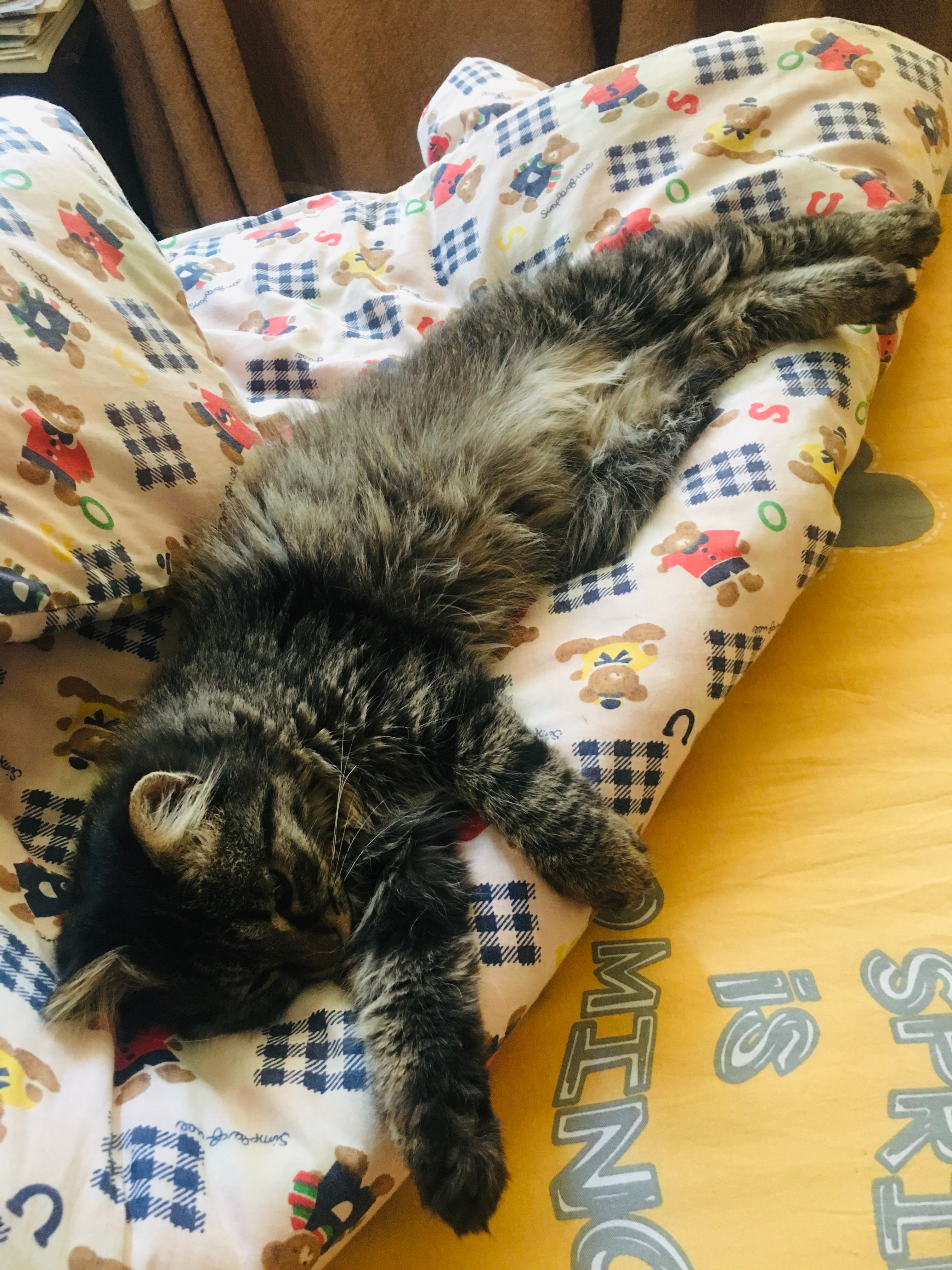 睡懒觉的小猫咪🐱芝麻糕 猫咪日常 可爱萌宠 