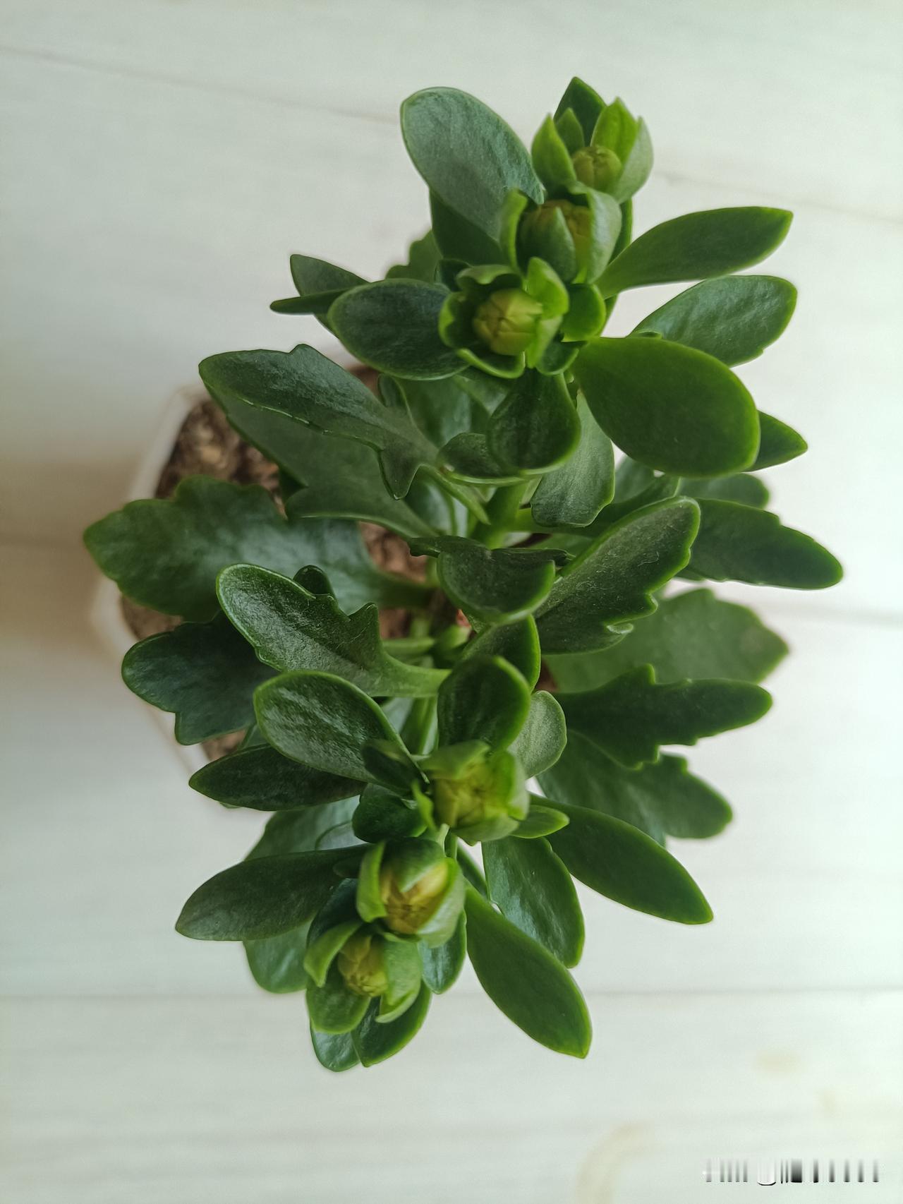 金狐狸，是长寿花的名优品种， 每个养长寿花儿的花友都有一盘金狐狸。

金狐狸花朵