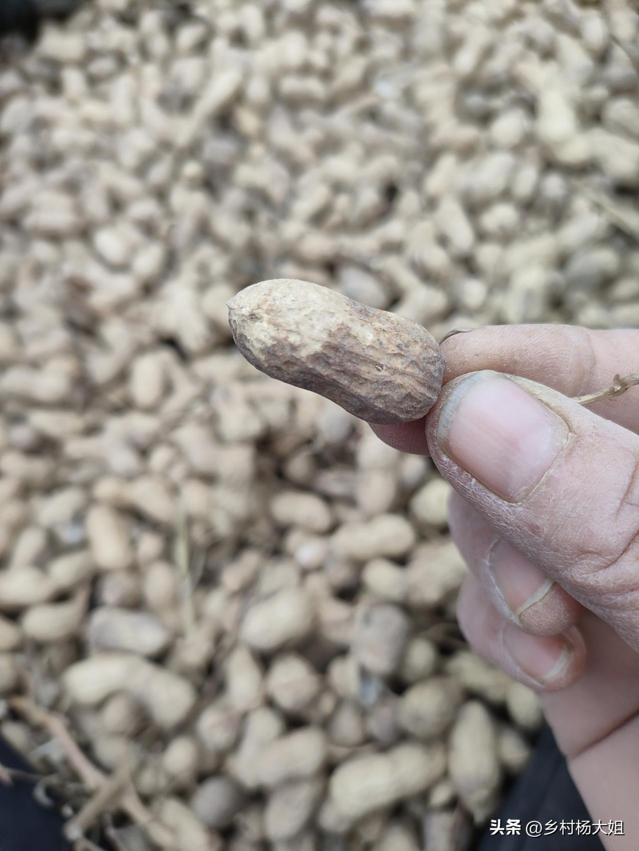 往年没有的事儿，今年不知怎么了，花生都长斑了，有人说是浇水浇的，没有浇水的地块，