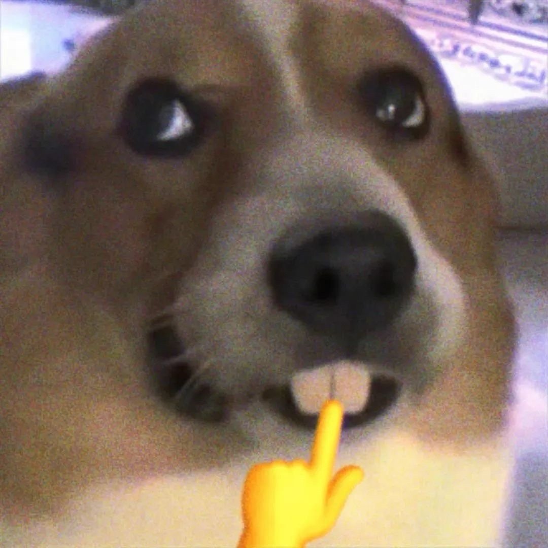 狗子表情包 ​​​