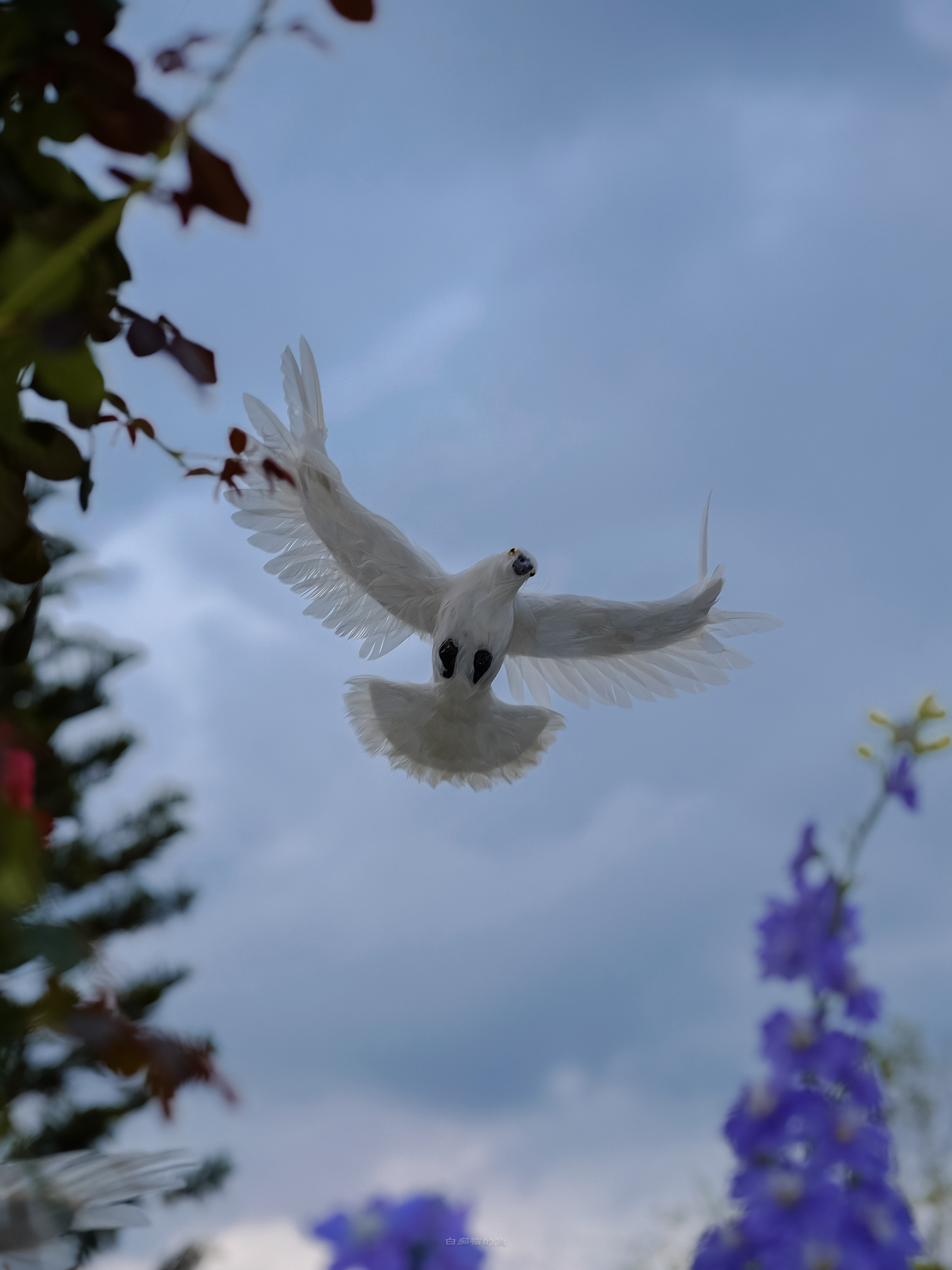 在每一瞬间人们都必须飞， 就像鹰隼，就像苍蝇，就像日子。｜聂鲁达摄影 白痴猫的鱼